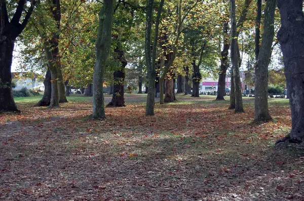 Artisan Monte Escalier Pose monte escalier Idron